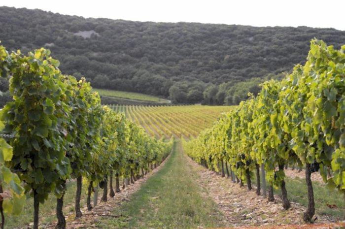 Campsite Bien Etre En 5 Etoiles Au Coeur Du Sud Ardeche, Domaine De Chaussy, Rivieres Vignobles Et Villages Classes Lagorce (Ardeche)